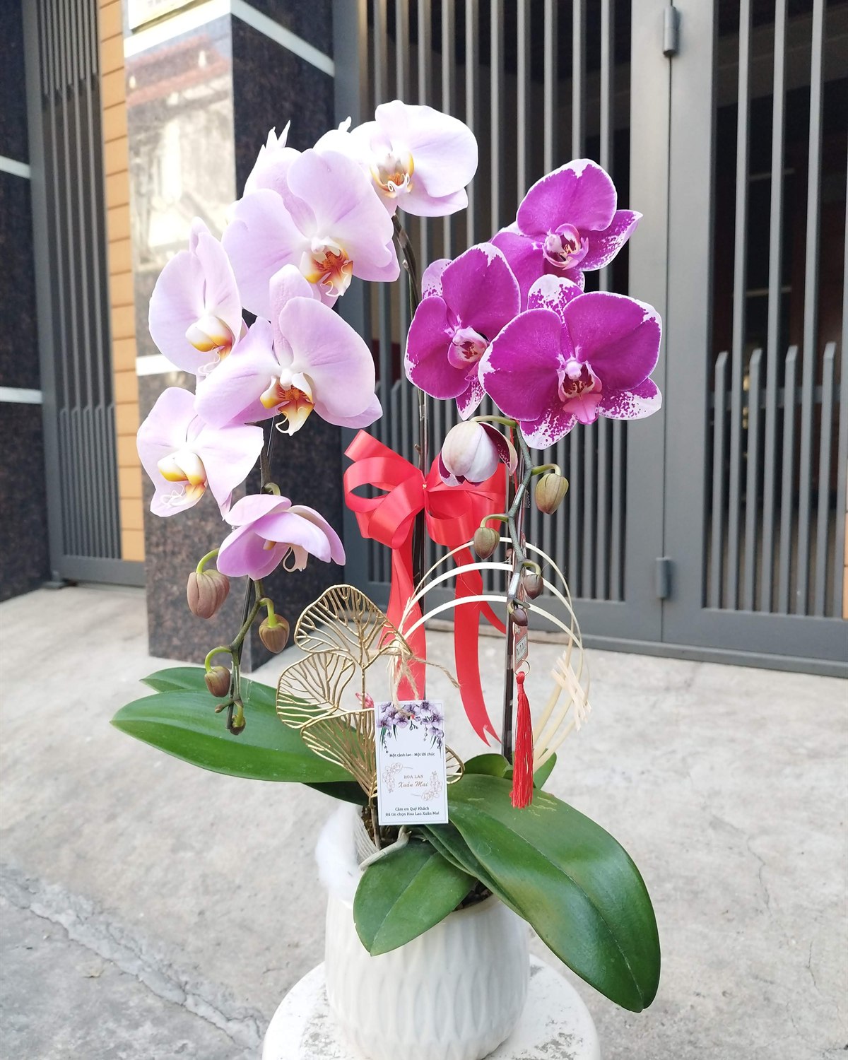 Ảnh công trình chậu lan thực tế