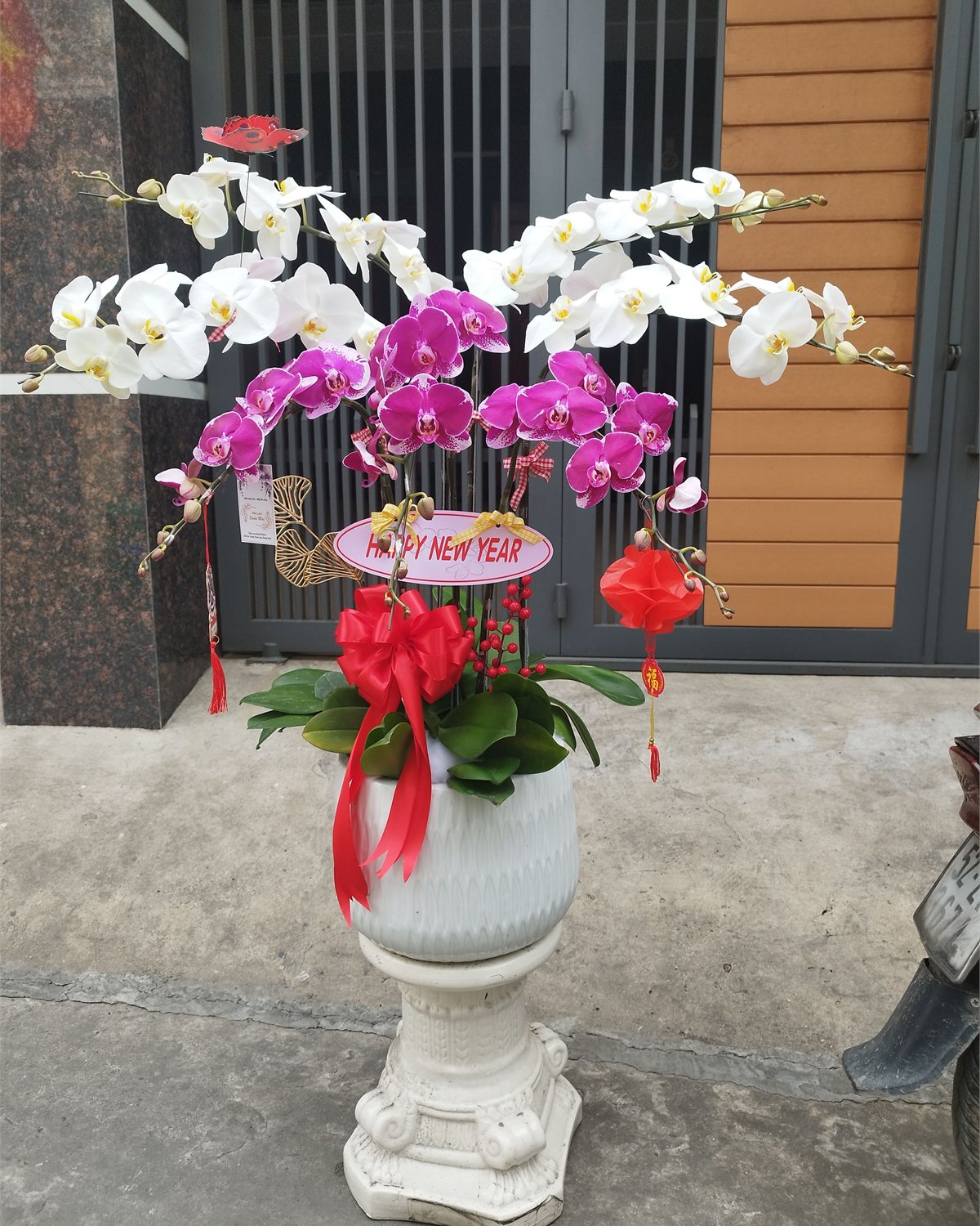 Chậu lan hồ điệp Hoa Lan Xuân Mai