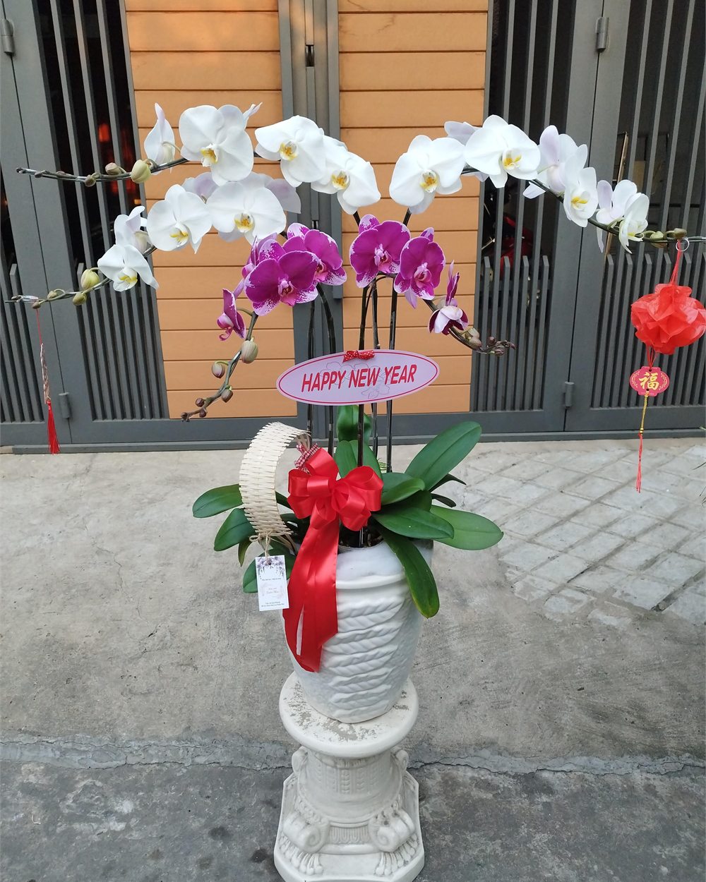 Chậu lan hồ điệp 5 cành Trắng Kem