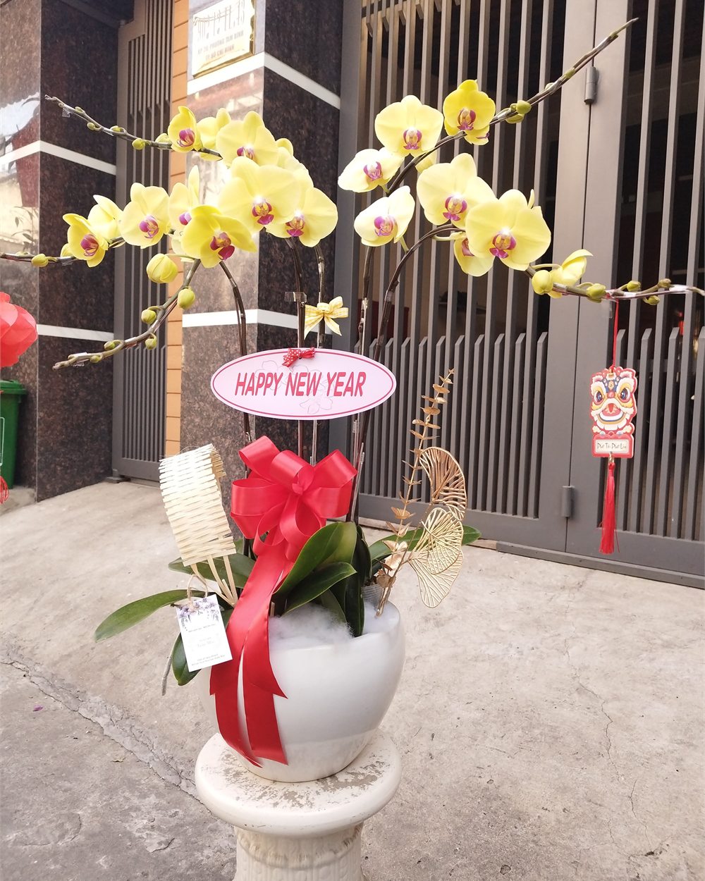 Chậu lan hồ điệp 7 cành Tím Hồng